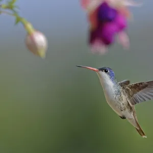 Violet-crowned hummingbird (Amazilia violiceps) Violet-crowned hummingbird (Amazilia violiceps)