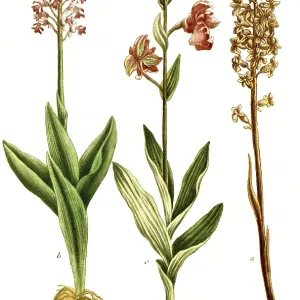 Limodorum abortivum Print, 19th Century Illustration Limodorum abortivum Print, 19th Century Illustration
