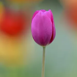 Violet Tulip (Tulipa), blurred colorful in the background