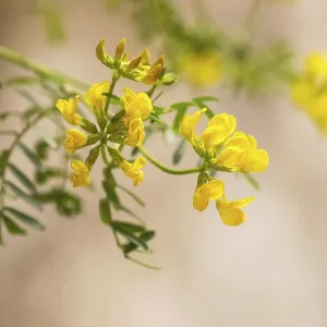 Violeta de Penyal (Hippocrepis balearica) Violeta de Penyal (Hippocrepis balearica)