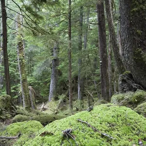 Virgin Coniferous Forest, Inside Passage
