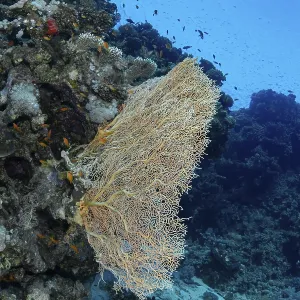 Une scène sous-marine vécue montrant le Sea Goldie (Pseudanthias squamipinnis).