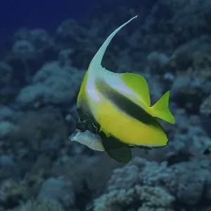 Un drapeau de la mer Rouge aux couleurs vives (Heniochus intermedius).