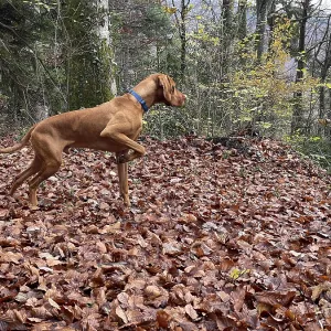 Vizsla, Hungarian Hound, pointing