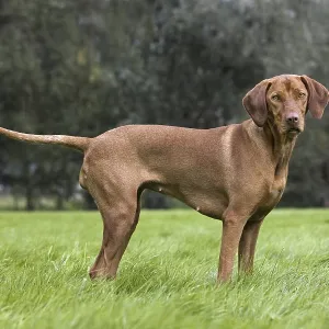 Vizsla hunting dog (Canis lupus familiaris) with golden rust coat in garden Vizsla hunting dog (Canis lupus familiaris) with golden rust coat in garden