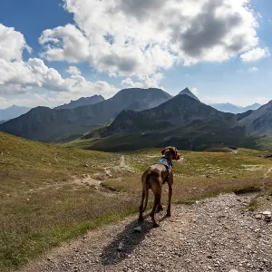 Vizsla male 1. 5 years old on a trail in the mountains
