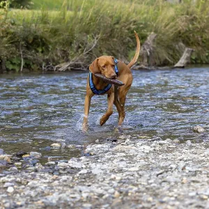 Vizsla male, brings Apport from the water
