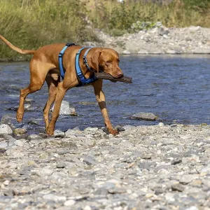 Vizsla male, brings Apport from the water