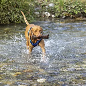Vizsla male, brings Apport from the water