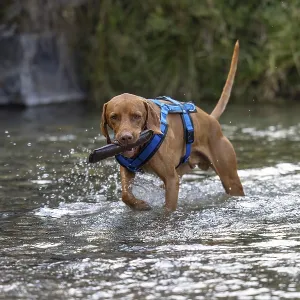 Vizsla male, brings Apport from the water