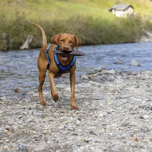 Vizsla male, brings Apport from the water