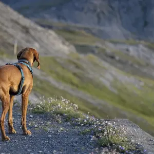 Vizsla male dog in the mountains Vizsla male dog in the mountains