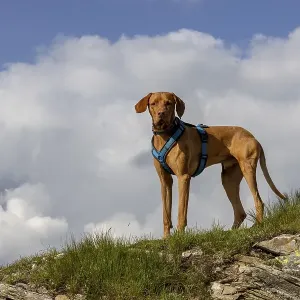 Vizsla Male Dog Print, Flueela Pass, Grisons, Switzerland