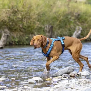 Vizsla male, playing in water, Brenno del Lucomagno