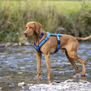 Vizsla male, playing in water, Brenno del Lucomagno