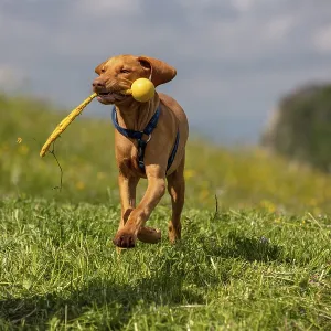 Vizsla puppy, 4 months, running with toys in a meadow