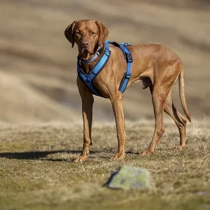 Vizsla, Rude, 4 years old