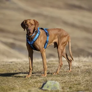 Vizsla, Rude, 4 years old