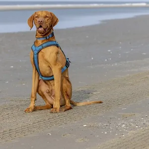 Vizslar dog on the beach, portrait dog