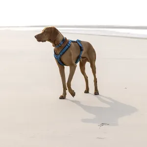 Vizslar dog on the beach, portrait dog