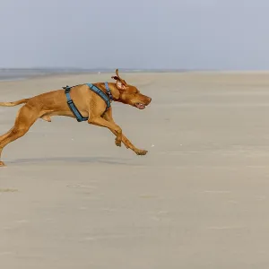 Vizslar dog, Magyar Vizsla, at full gallop