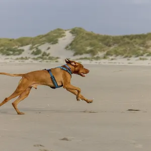 Vizslar dog, Magyar Vizsla, at full gallop