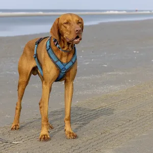 Vizslar male dog, Magyar Vizsla