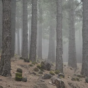 Volcano route, fog, forest, tree