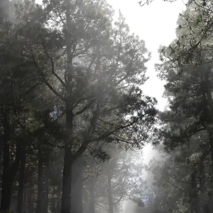 Volcano route, fog, forest, tree