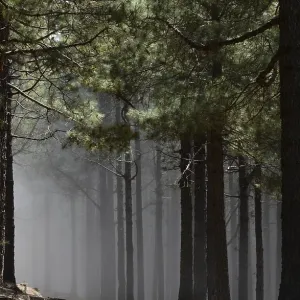 Volcano route, fog, forest, tree