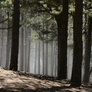 Volcano route, fog, forest, tree