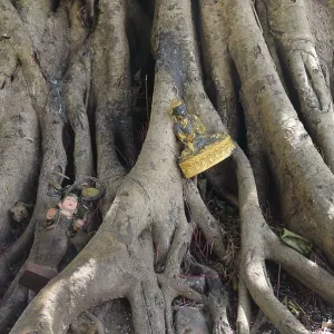 Votive offerings at the roots of a strangler fig