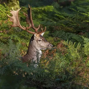 The wait was worth it, a fallow deer (Dama dama) takes advantage of a game crossing in the bracken in the evening