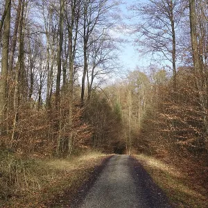 Waldweg