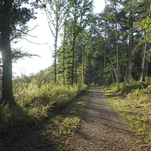 Waldweg Waldweg