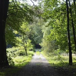 Waldweg Waldweg