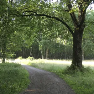 Waldweg Waldweg