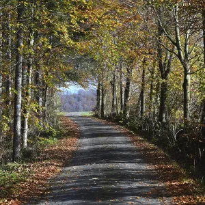 Waldweg in der Rhon<br> Waldweg in der Rhn