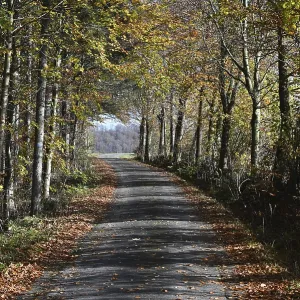 Waldweg in der Rhon<br> Waldweg in der Rhn
