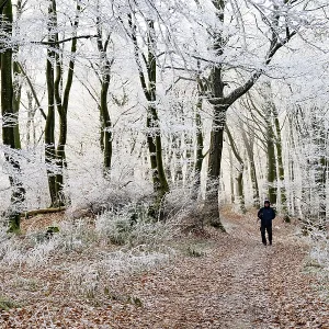 A walker walks along a forest trail lined with frosty trees in winter A walker walks along a forest trail lined with frosty trees in winter