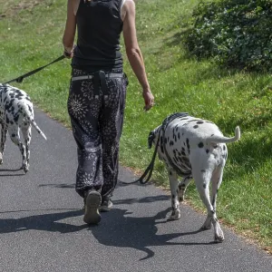 Walking with two Dalmatian dogs through a park
