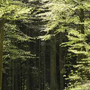 Walking path in a beech forest in spring Walking path in a beech forest in spring