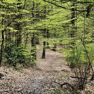 Walking trail in a Beech forest (Fagus) Walking trail in a Beech forest (Fagus)