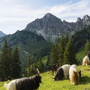 Walliser black-necked goats, Tannheimer Tal