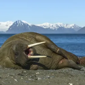 Walrus (Odobenus rosmarus) is located on the shore