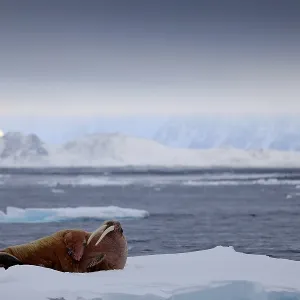 Walrus, Odobenus rosmarus, stick out from blue water on white ice with snow Walrus, Odobenus rosmarus, stick out from blue water on white ice with snow