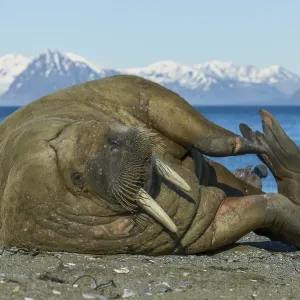 Walrus, Odobenus rosmarus, Svalbard Walrus, Odobenus rosmarus, Svalbard