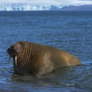 Walrus (Odobenus rosmarus) in water Walrus (Odobenus rosmarus) in water