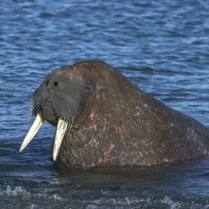 Walrus (Odobenus rosmarus) in water Walrus (Odobenus rosmarus) in water