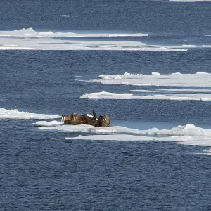 Three walruses (Odobenus rosmarus) on an ice shelf